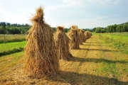 Bukowina Tatrzańska - sianokosy